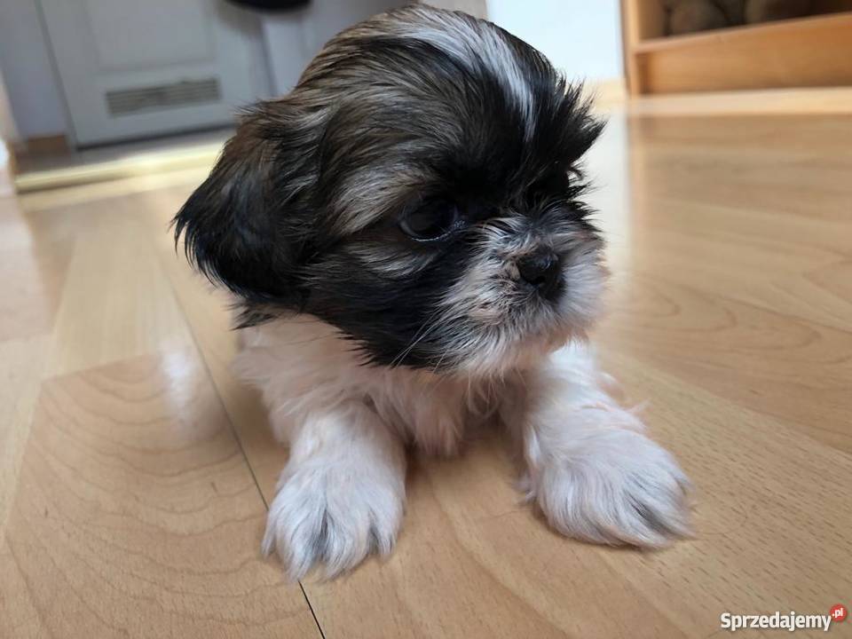 Sliczne Pieski Shih Tzu Shih Tzu