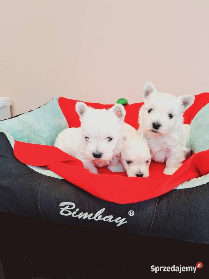 West suczki I pieski Przysucha