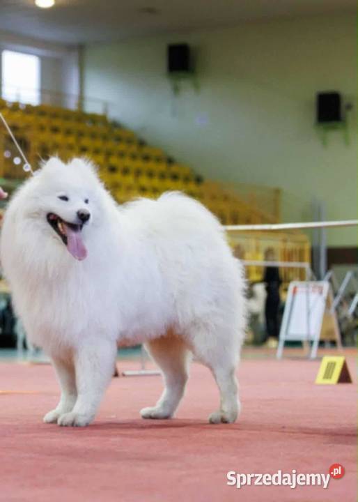 Samoyed ZKwPśnieżnobiały chłopiecdomowa hodowla zachodniopomorskie Koszalin