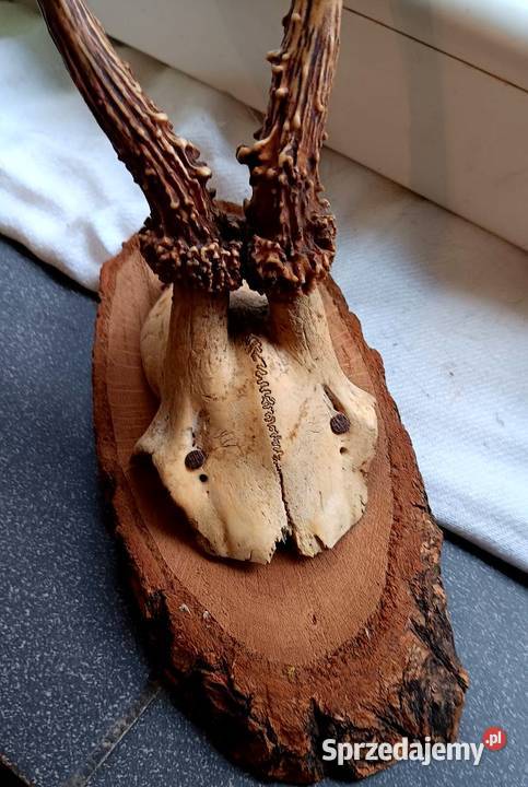 Poroże Parostki sarny na desce opolskie Opole