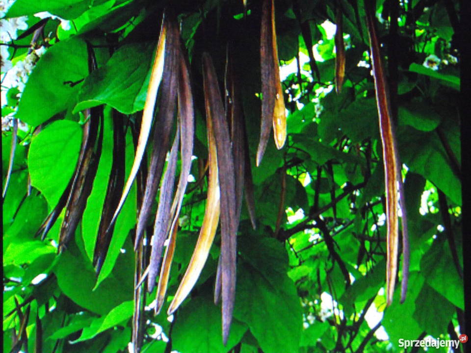 CATALPA nasiona pięknego ozdobnego krzewu Rogoźno