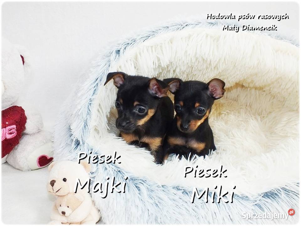 Mini Piesek Pinczer miniaturowy tzw Ratlerek
