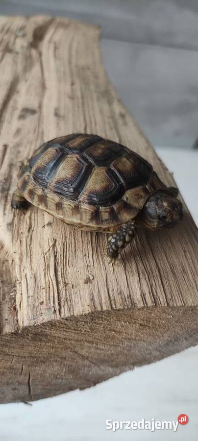 Żółw obrzeżony Gady i płazy Dąbrowa Górnicza