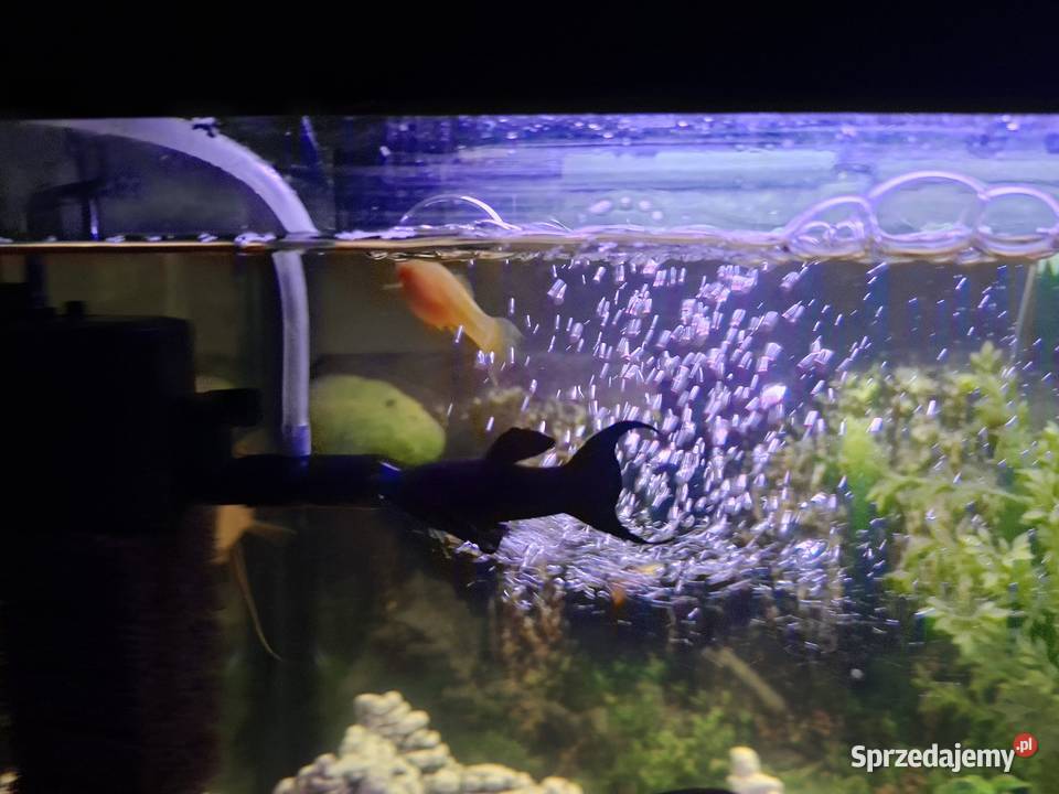 Sprzedam akwarium Nowy Targ
