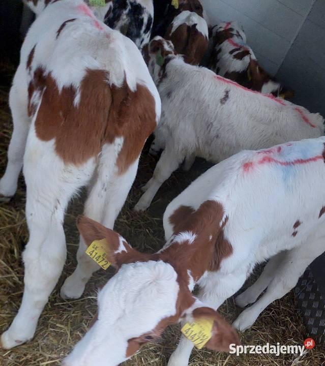 Byczki Jałoszki Mięsne Łochów