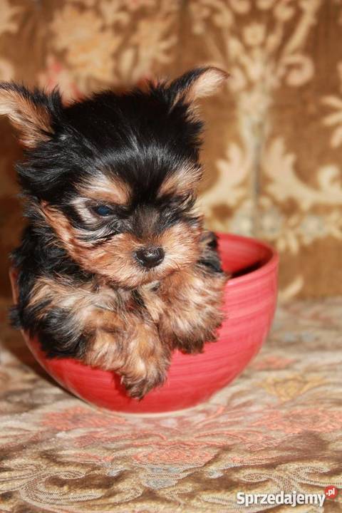 York piesek i suczka mimi mini York Bolesławiec