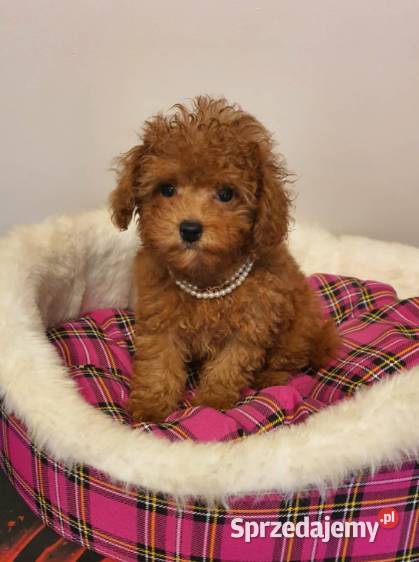 Malutki pudelek red Teddy 100 Toy