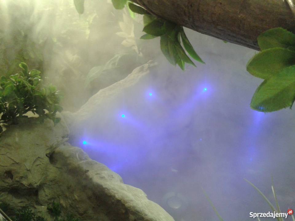 Terrarium legwana iguany duże ozdoba domu lokalu Przemyśl