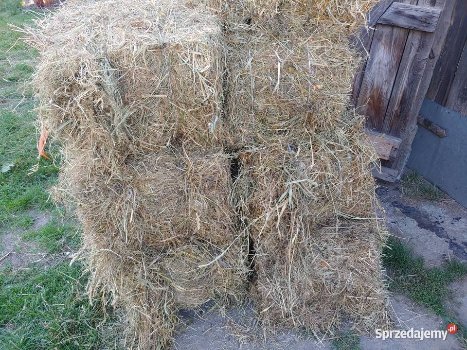 Snopki siana mała kostka świeże 2025 Trawy, słoma Wrocki