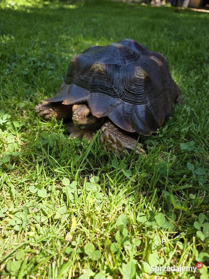 Żółw pustynny Sulcata 4 lata zdrowy z Będzin sprzedam