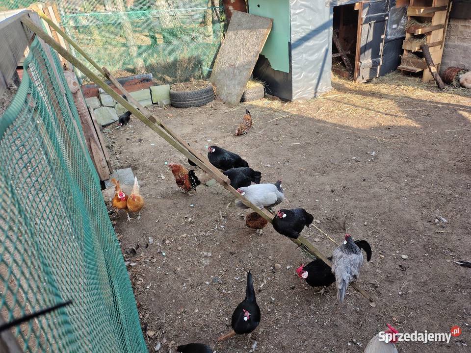 Bandamki śląskie Myszków