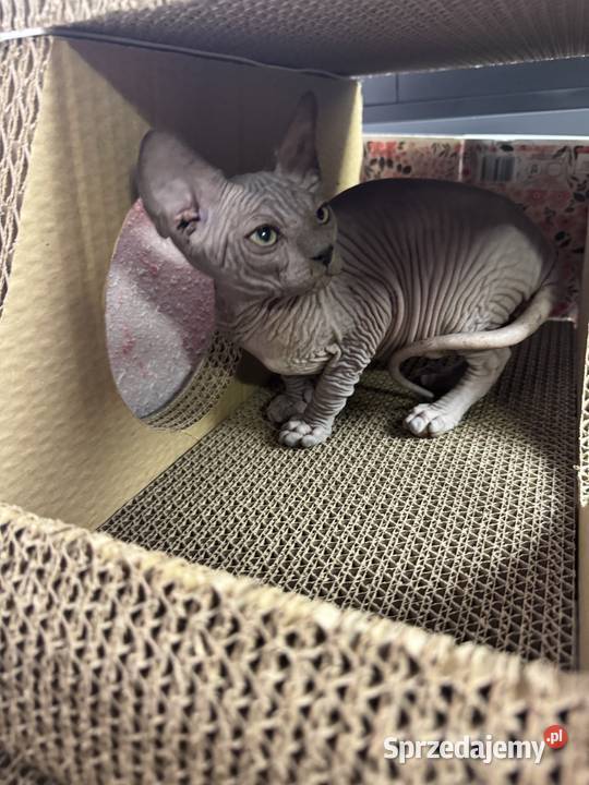 Sfinks niebieska kotka Zabrze