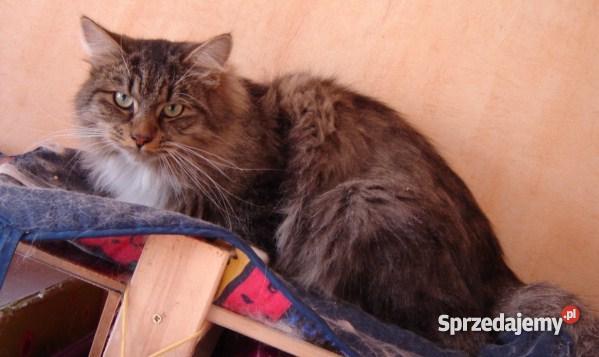 Kocięta syberyjskie Bydgoszcz sprzedam