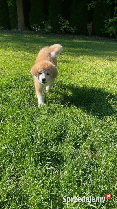 Aiko cudowny szczeniak czerwona suczka Akita Inu Kuleszówka sprzedam