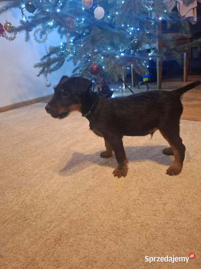 Terier Niemiecki Piesek Kosin