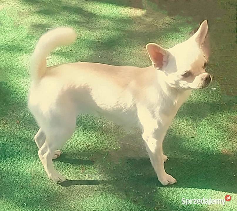 Chihuahua mini suczka odchowana ZKwP FCI adopcja Radom