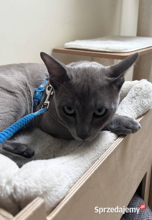 Kot tonkijski kocięta tonkijskie syjamski Jelenia Góra