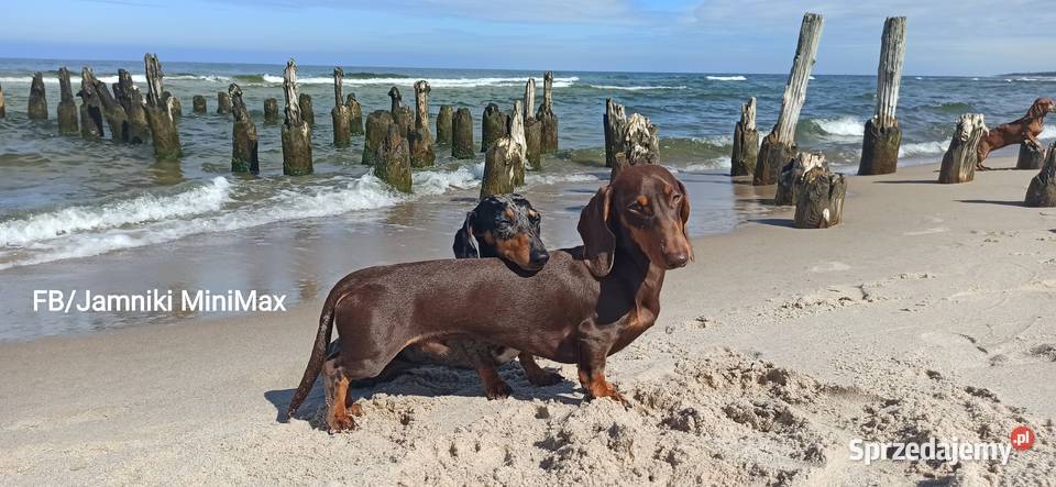 Jamniki krótkowłose króliczeminiaturowe FCI Kraków sprzedam