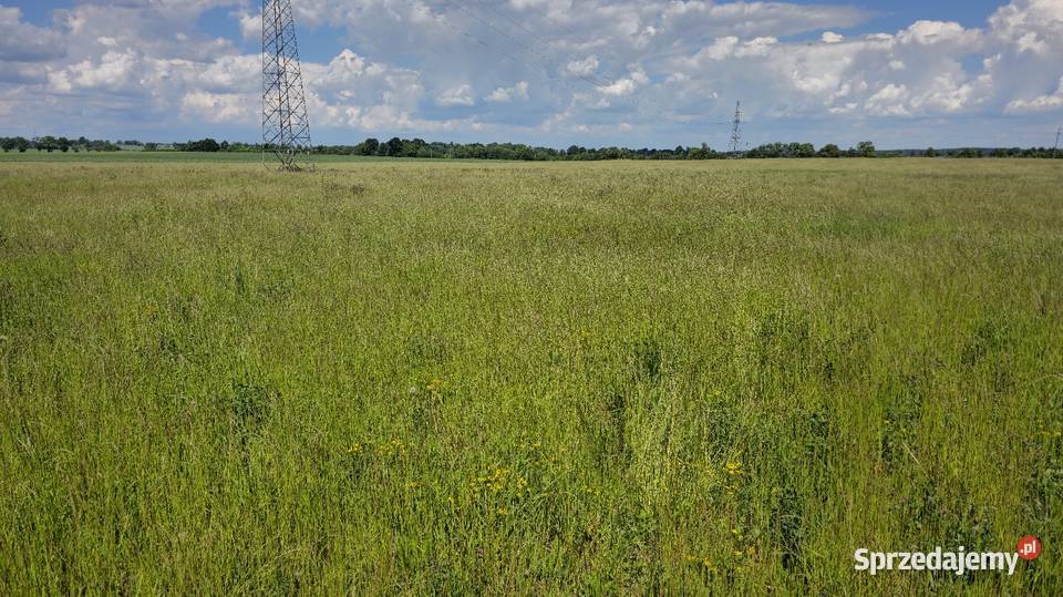 Sprzedam trawe na siano kiszonkę Rośliny pastewne Bartoszyce