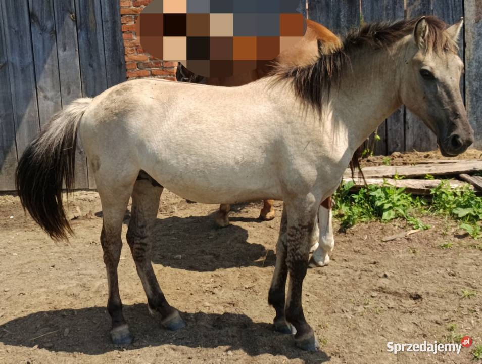 Sprzedam 2 ogierki konika polskiego Krowica Sama