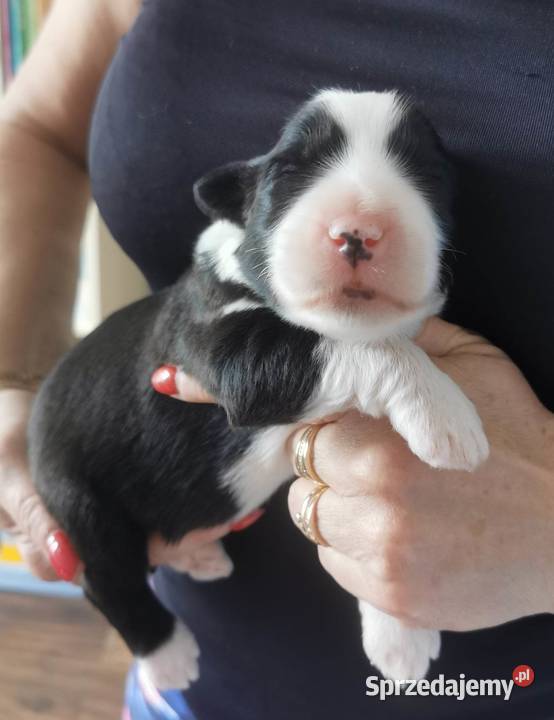 BEARDED COLLIE FCI do rezerwacjiJuż sięUrodziły Przygodzice