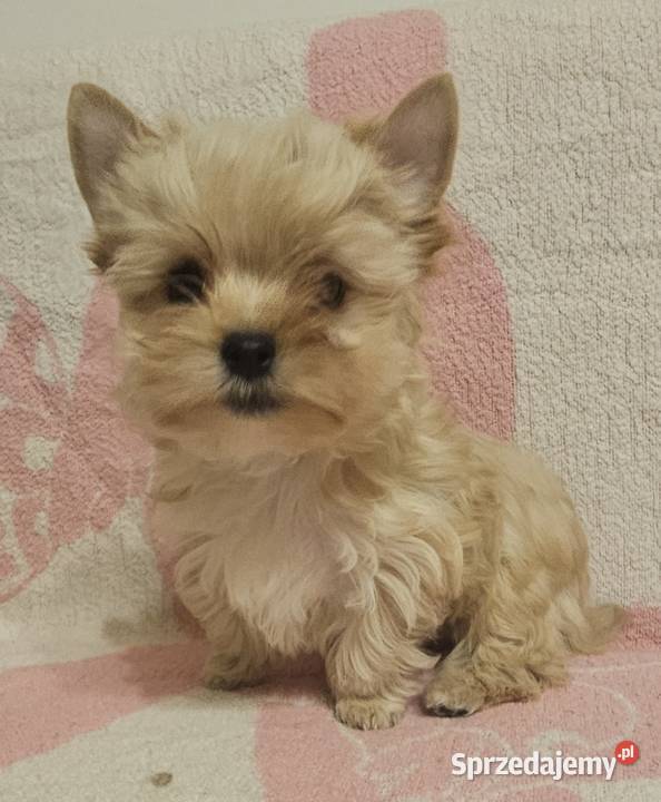 Yoreczka Przepiękna dziewczynka Golddust York Zwierzęta Częstochowa