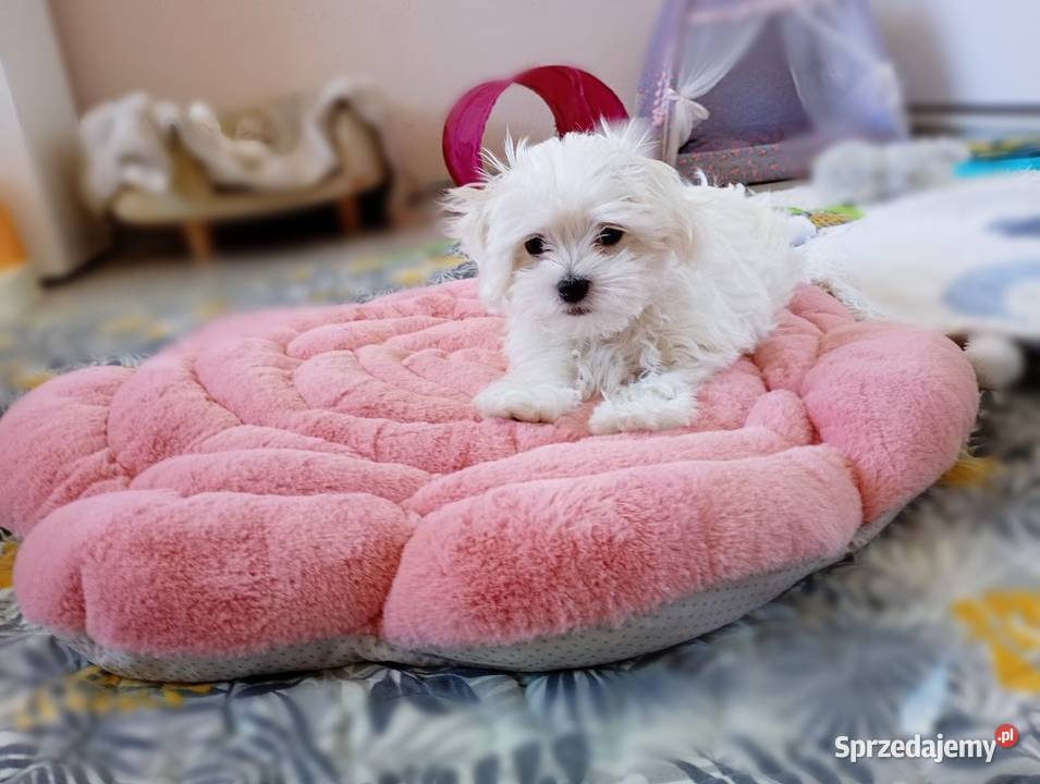 Maltańczyk szczenię suczka Racibórz