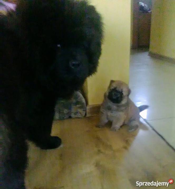 ChowChow szczeniaki sprzedam Konstantynów
