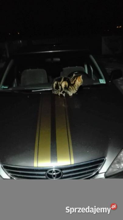 Toyota camry Rzeszów