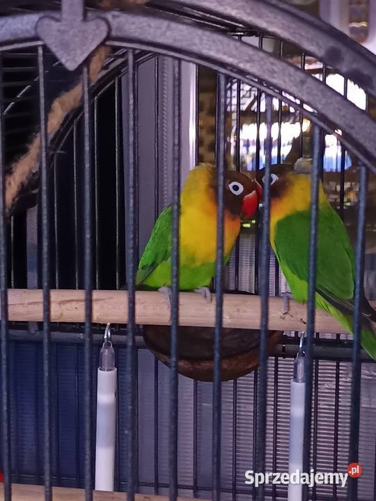 Papużka nierozłączka dobrana para