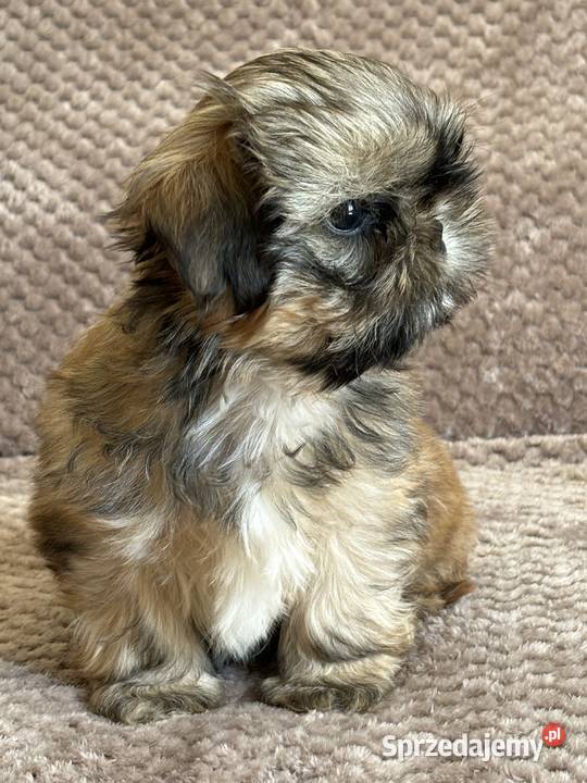 Szczenięta shih tzu Korzeńsko