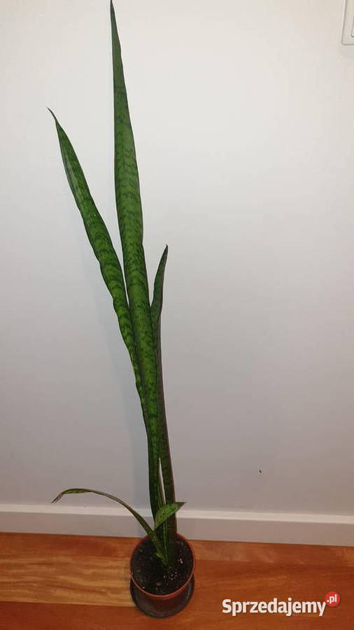 Sansewieria wysoka wysokość 92 Warszawa