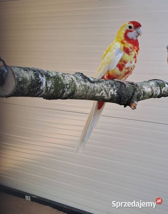 Rozella Królewska Garwolin