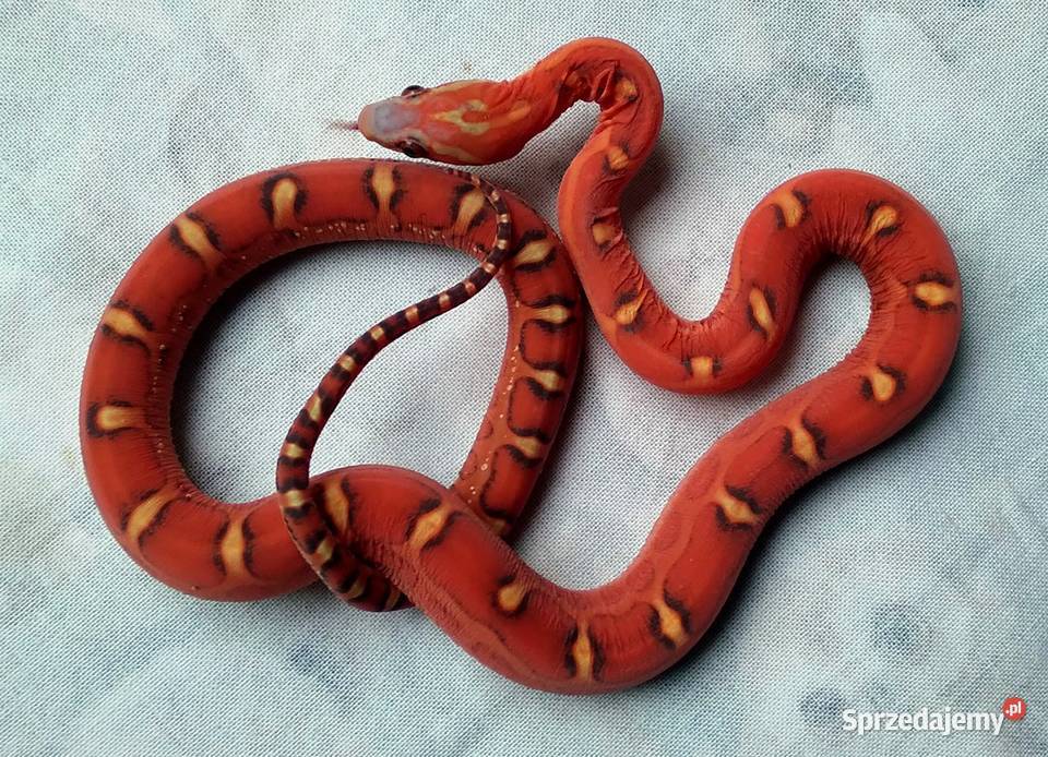 Wąż zbożowy SCALELESS węże zbożowe Red Factor mazowieckie