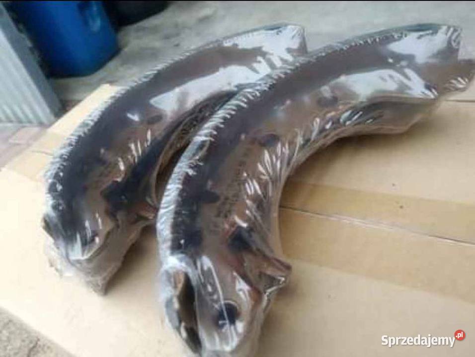 Szczęki hamulcowe Renault Kielce