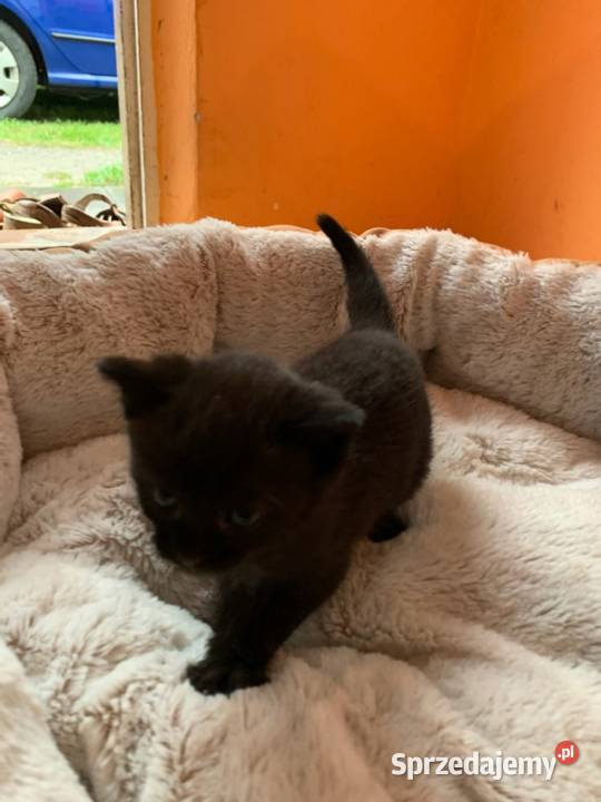 Dwa kotki szukają domu podkarpackie Przewrotne