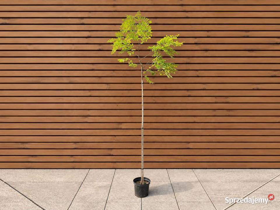 Robinia akacjowa Frisia wys 300 szczep 180 Sompolno
