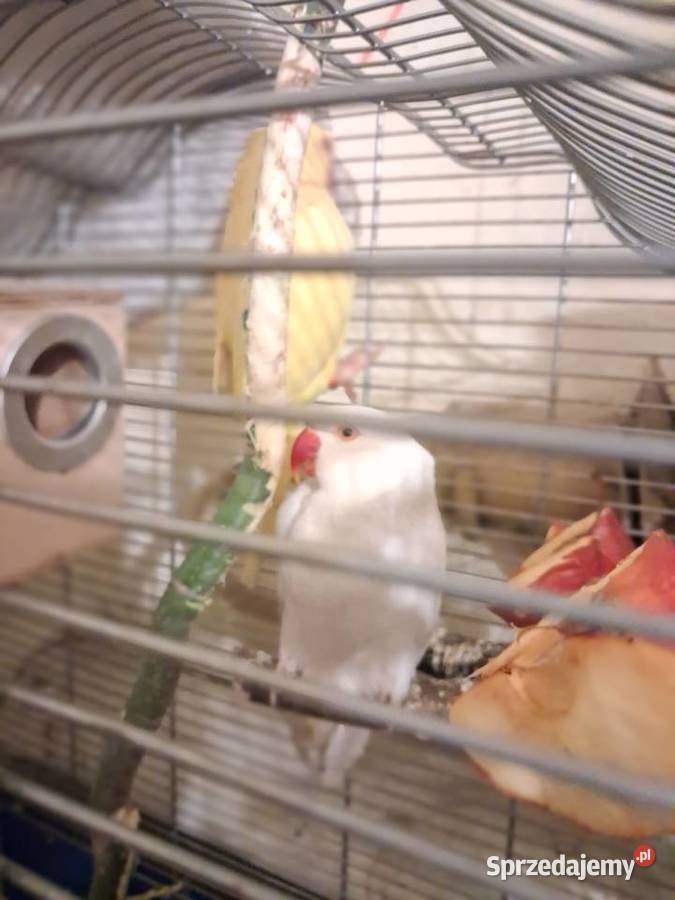 Aleksandreta obrozna para Sandomierz