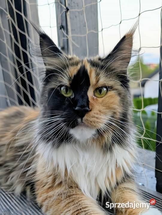 Kotka do hodowli Championach Maine Coon Radom