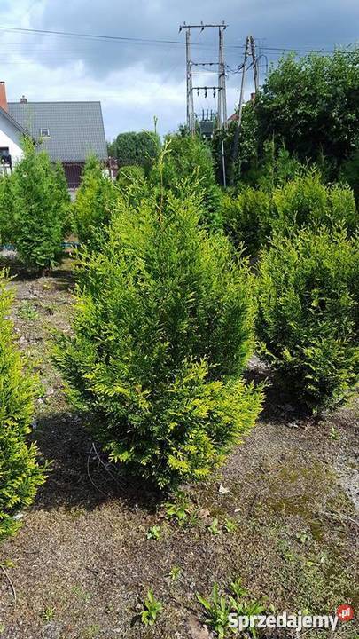 Thuja Kórnik 90100 żywopłotowa złote końcówki łódzkie