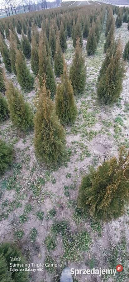 Tuja szmaragd 120 130 2023 12 Bychawa