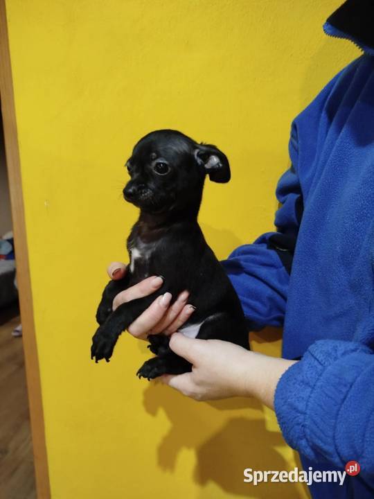 Piesek pinczerek Warszawa