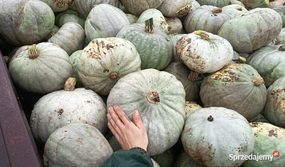 Nasiona Dynia Nelson podkarpackie Kołaczyce