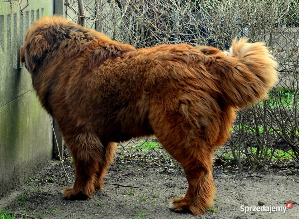 Mastif tybetański FCI Malanów