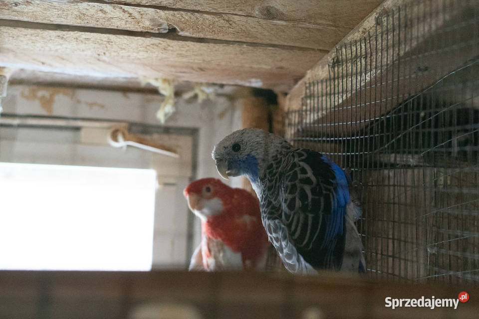 Papugi Rozella Królewska para Chmielnik