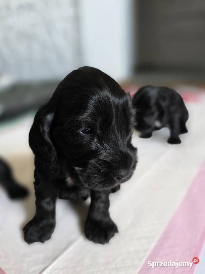 Cocker spaniel angielski pieski i sunie wielkopolskie Żelazków