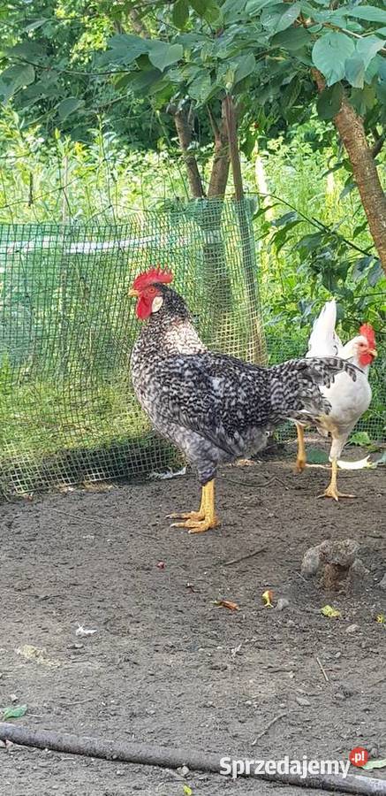 Koguty Leghorn i zwykle Ptaki Raba Niżna
