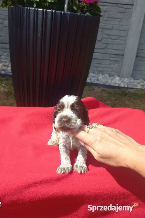 Cocker Spaniel Angielski Suczka