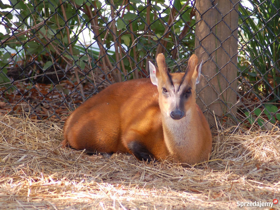 Mundżaki chińskie miniaturowe jelenie Pozostałe Kraków