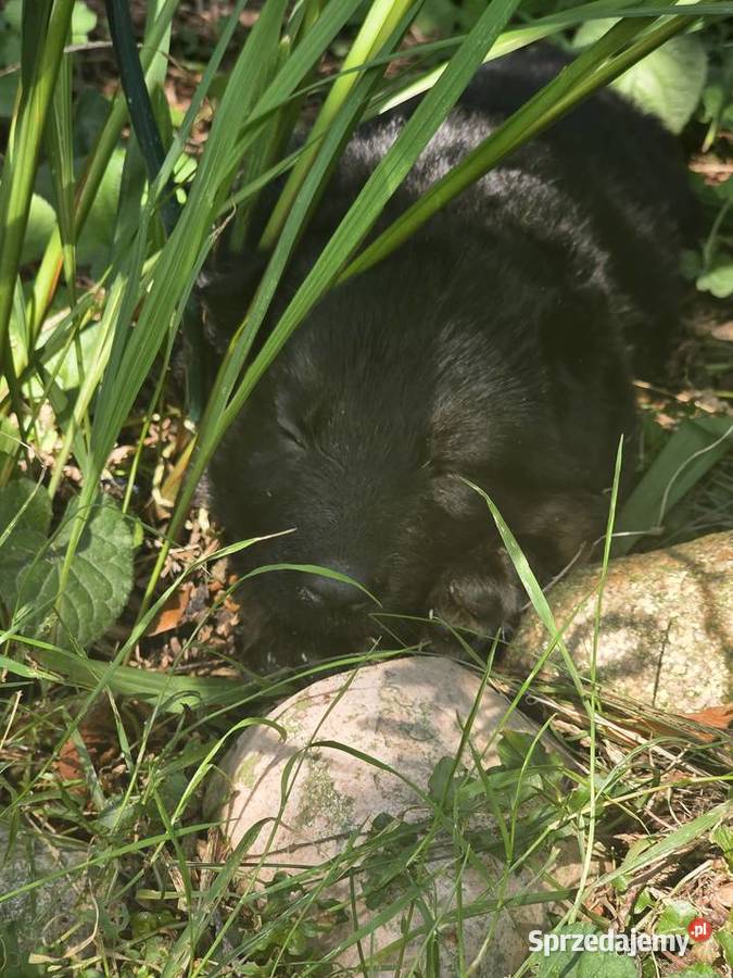 Przepiękne szczeniaki rasy Owczarek Niemiecki Niemodlin